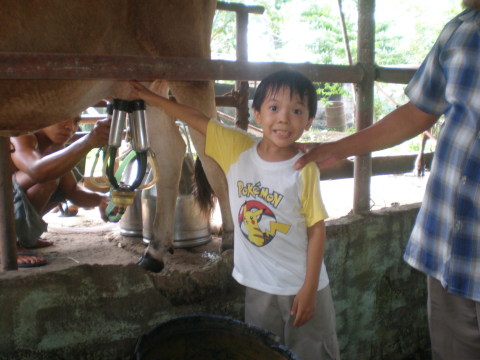 milking cows for their raw milk