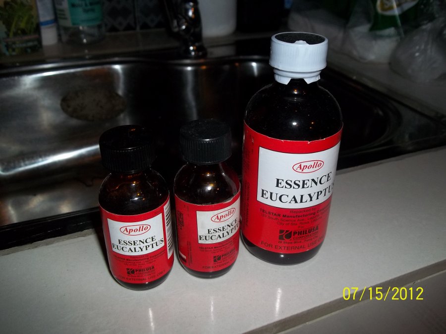 headlice-treatment-eucalyptus-oil