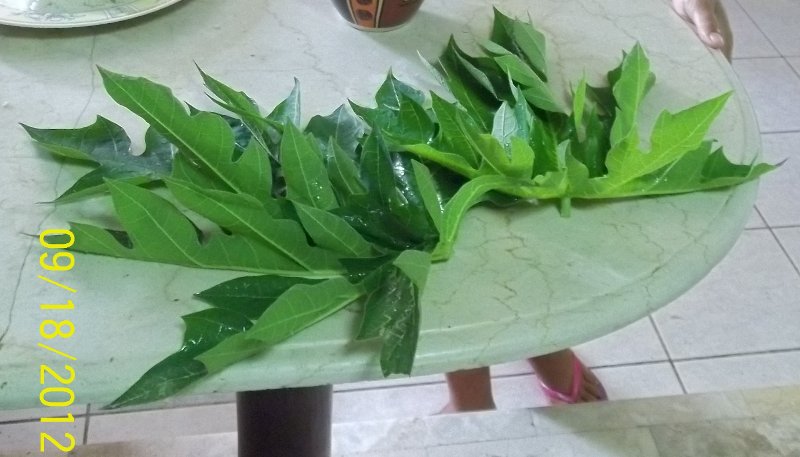 papaya leaves tea