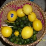 Yellow Lemons and Green Calamansi