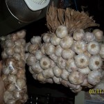 Garlic from Batanes and Garlic from Ilocos