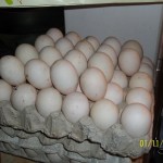 Duck Eggs from Palawan... the last frontier