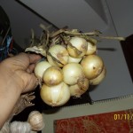 Native white onions