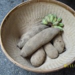 White Ube Root Crop from Batanes Islands