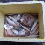 Banak Fish, some flat fish, wrapped in plastic Ocean Shrimp