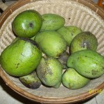 Indian Mangoes